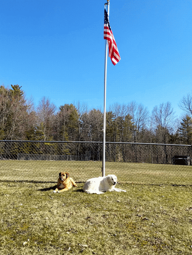 Best of 2021 - Email Addresses for Cats and Dogs