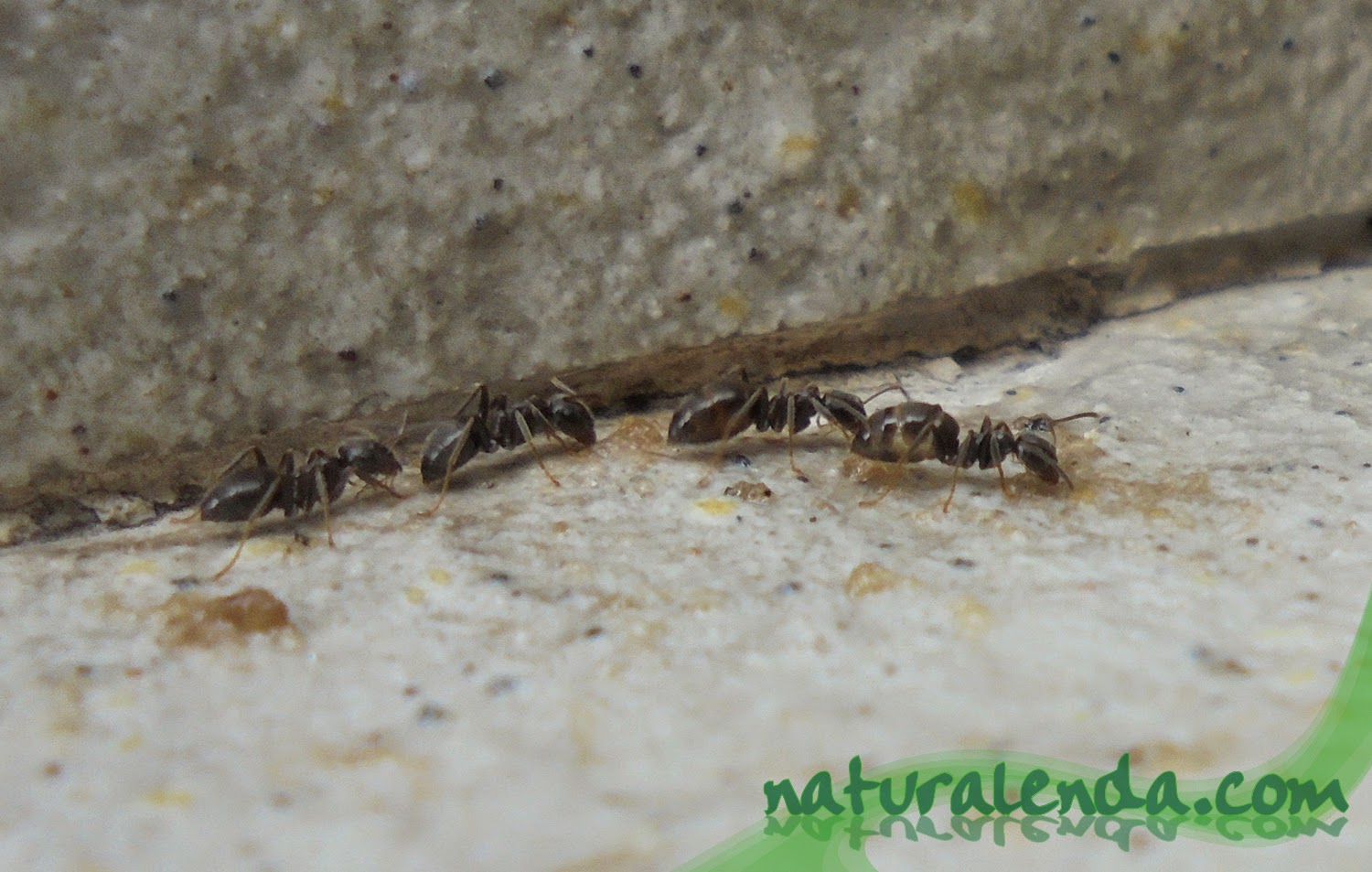 hormigas rastreando