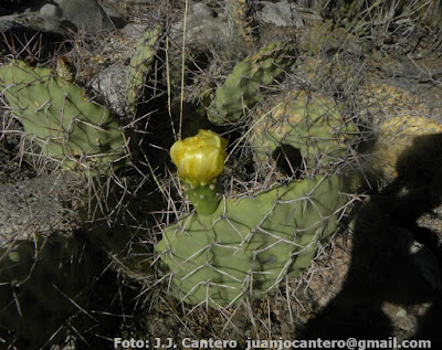 cactos nativos Ayrampu