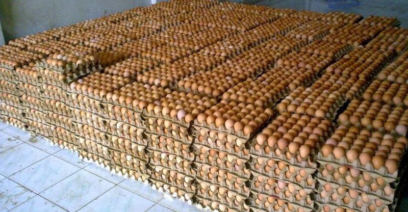 Alamat Grosir  Telur Jogja  Tempat Terpercaya Telur Ayam 