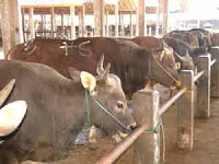 BUDIDAYA SAPI POTONG