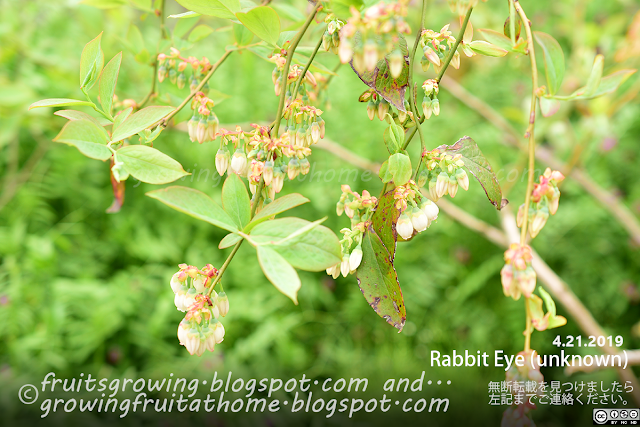 ブルーベリー ラビットアイ Blueberry Rabbit Eye Flower