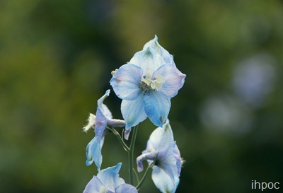 IMG_2905 copy