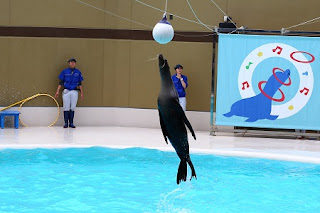 Sea Lion Show