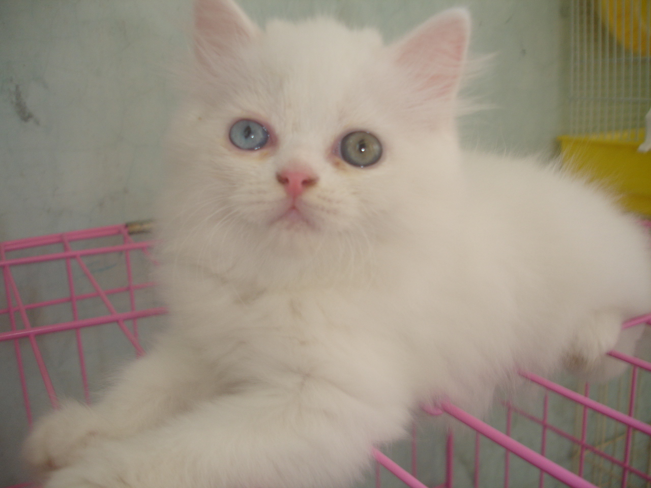 Hamster Dan Kucing Persia Murah Surabaya: DI JUAL KITTEN 