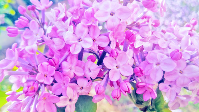 spring flowers under Coronavirus Peach blossoms, lilac blossoms, begonia