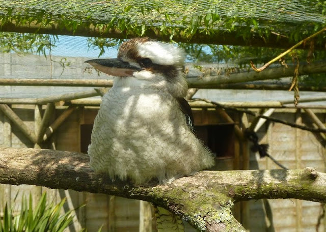 Kookaburra in Seaview Wildlife Encounter