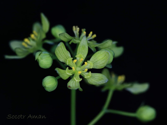 Caulophyllum robustum