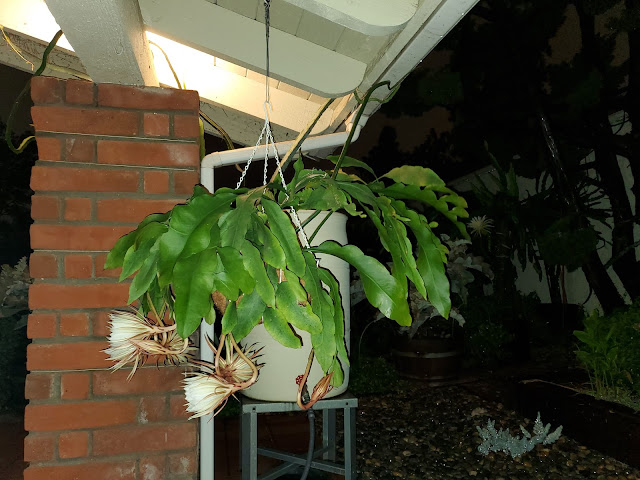 flowering cactus in a hanging basket