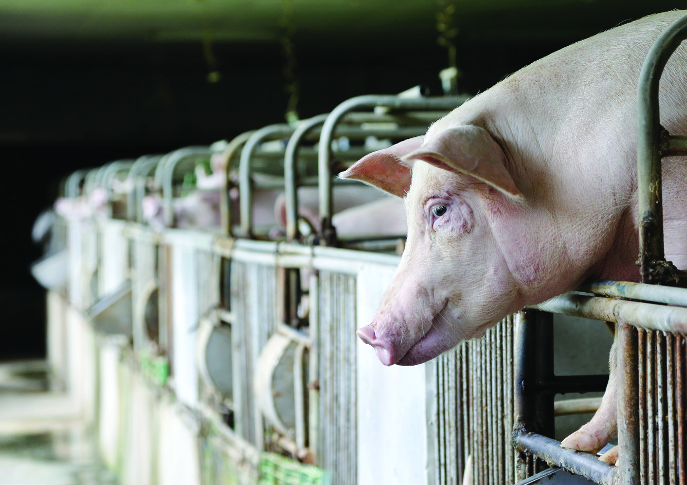 Reduce El Estres Termico De Tus Cerdos En Verano Alltech Spain