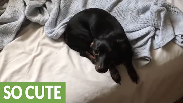 Lilly the dachshund plays dead upon command - WATCH FUNNY VIDEO