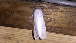 白い蛾 アメリカシロヒトリ成虫 が家に大量発生 毒性 駆除の方法 まる 役立つ