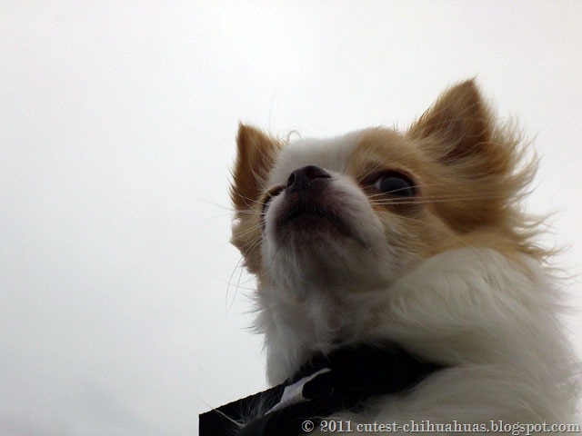 chihuahua-kall-dag