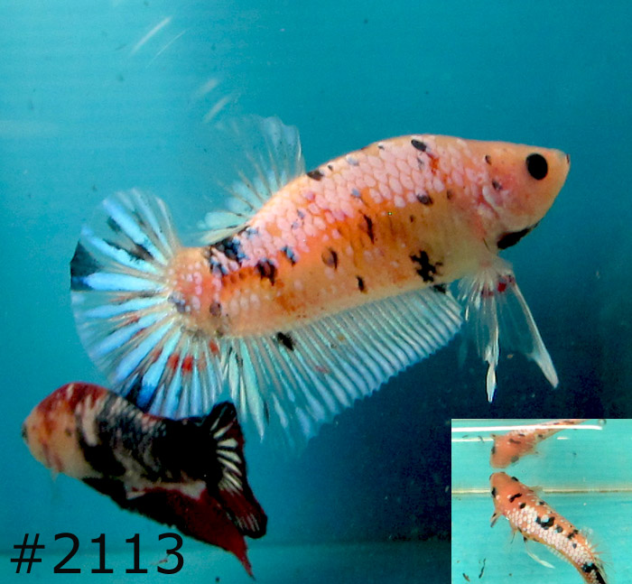 BettaLover Farm: HMPK Koi 2113 : RM160/Pair