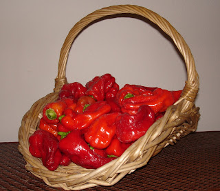 40-Cubanelle-peppers-picked-from-my-garden-today