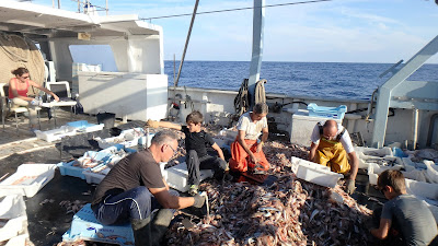 Pescaturismomallorca Ayudando a seleccionar los peces