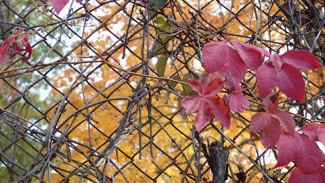 otoño en Boston