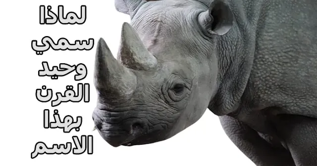 لماذا تم تسمية وحيد القرن بهذا الاسم