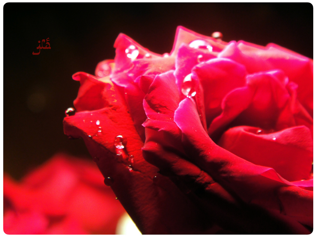 love you HD wallpapers 2013 to wish Happy valentines day | I Love You ...