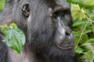 How to Book Gorilla trekking permit In Uganda or Rwanda