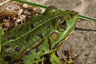 Finger Coral Tree Frog