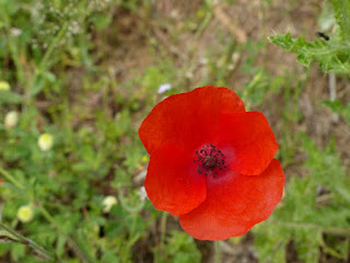 Coquelicot - Papaver rhoeas