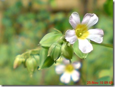 Oxalis barrelieri-Belimbing Tanah-Lavender sorrel 15