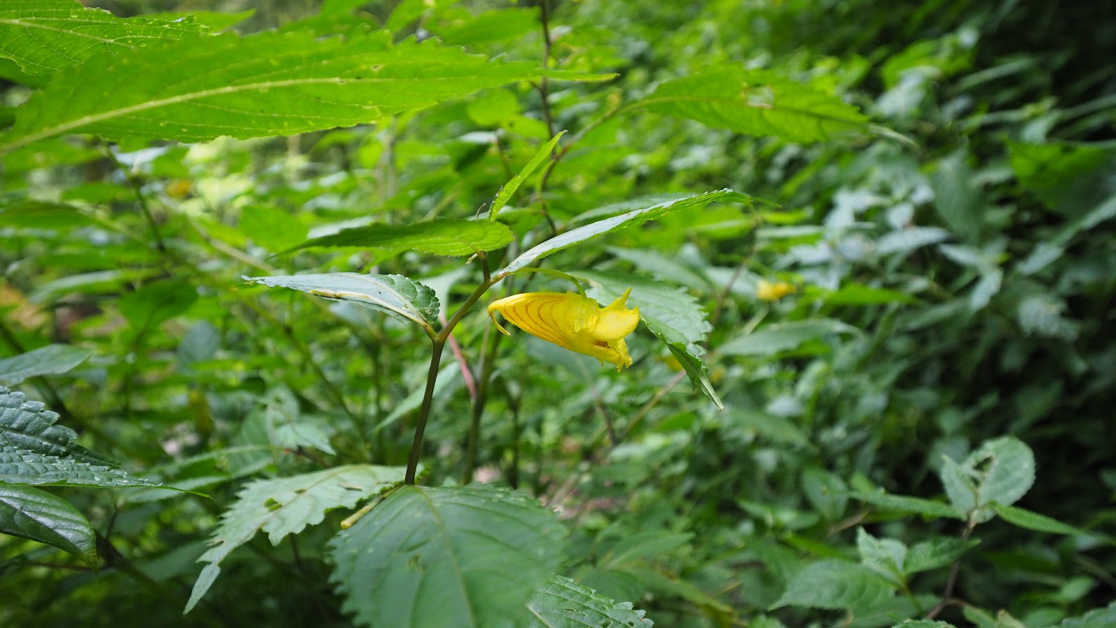 鳳仙彙整 黃花鳳仙 紫花鳳仙 隸慕華鳳仙花 阿非邦 痞客邦