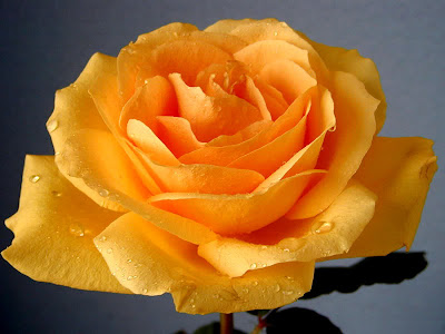 wallpapers roses. wallpaper yellow rose.