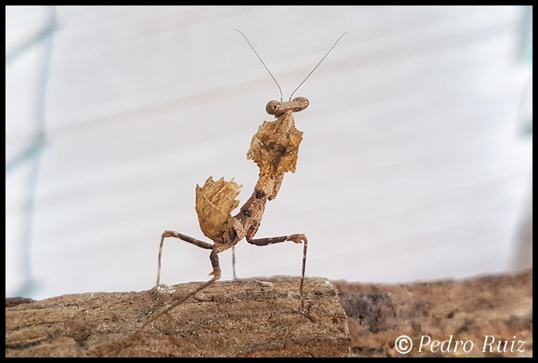 Ninfa hembra L4 de de Deroplatys desiccata