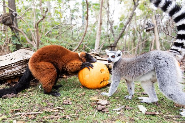 Charla Halloween entre lémures