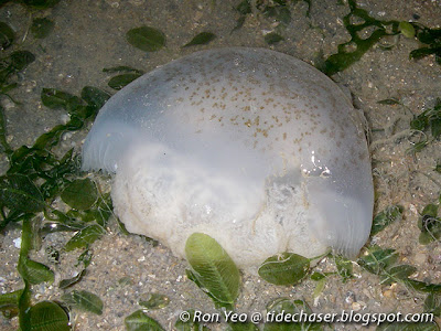 Jellyfish (Class Scyphozoa)