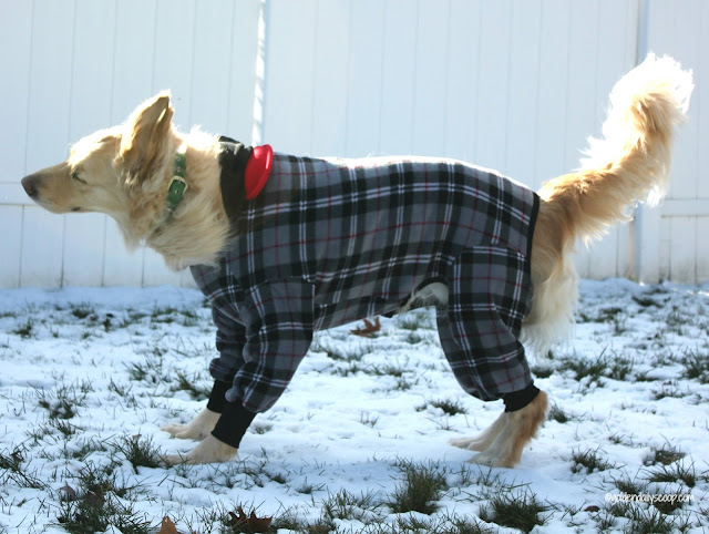 golden retriever wearing a fleece dog coat in the snow during winter