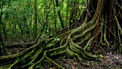 King of Forest ( Jungle ) Lion | HD Wallpapers 