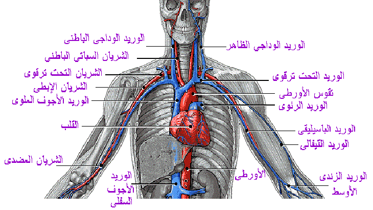 أجهزة جسم الإنسان وكيفية عملها بالتفصيل حكاية