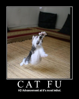 Cat Funny Picture