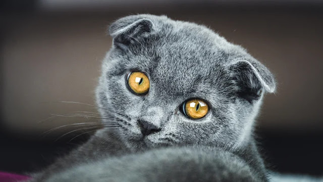cat breeder scotland