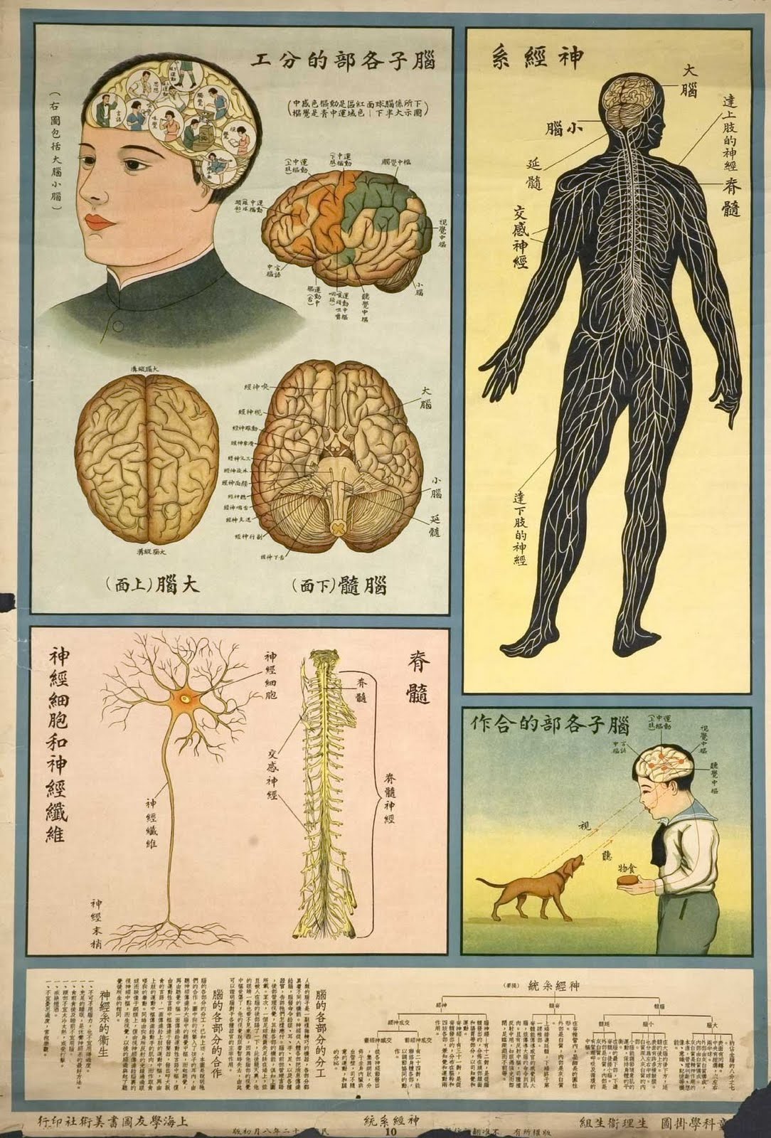 Central Nervous System