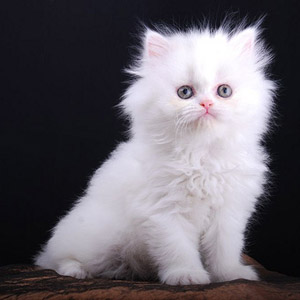  Kucing  Persia Putih  Gambar  Lucu