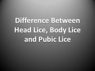 Pubic Lice In Head Hair