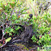 A HUGE and BONSAI (dwarfed ornamental) trees in Mt. Apo