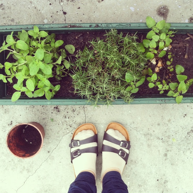 mint and rosemary in green planter box on hong kong rooftop