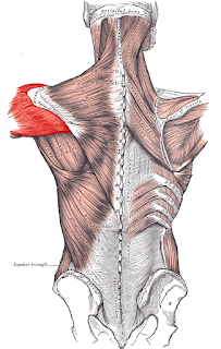 deltoid muscle, anatomy, muscle picture