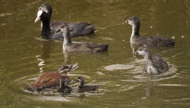 oxyura leucocephala hembra con pollos amenazando a pollo de focha