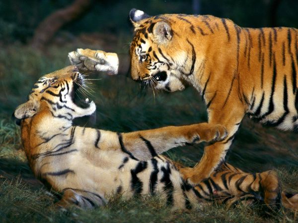 Beautiful,cute,dangerous yellow ,black tiger,tigers fight him on beautiful grass ground ,wallpapers,pictures,images 