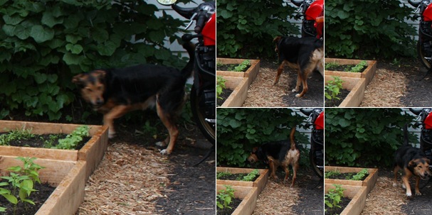 View Zoie Testing the Scarecrow Motion Activated Sprinkler