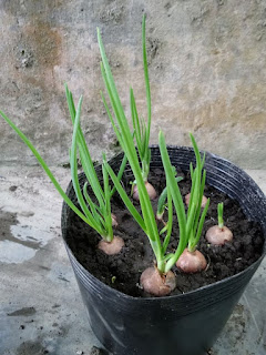 Menanam Bawang Merah dari Biji di Polybag