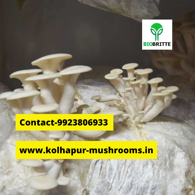 Cultivation and harvesting mushrooms | mushroom cultivation | organic mushroom farming 