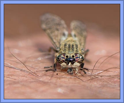 European Horsefly Biting A Human