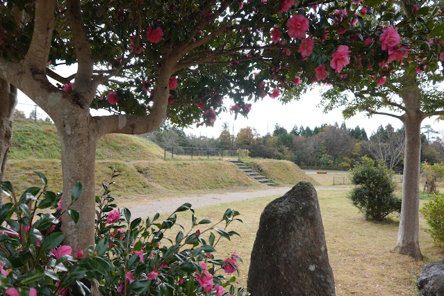 鳥取県西伯郡伯耆町大原 伯耆町総合スポーツ公園 サザンカ（山茶花）